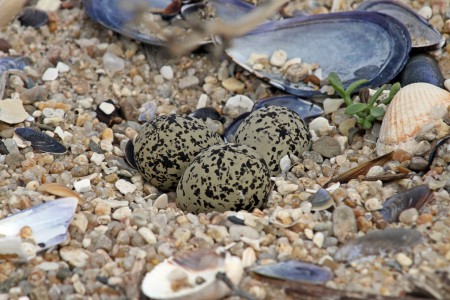 Ovos de( Borrelho-pequeno-de-coleira(Charadrius dubius)
